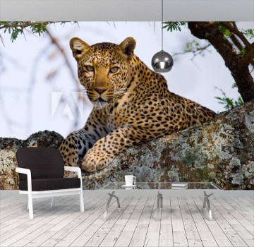 Bild på Leopard on the Tree